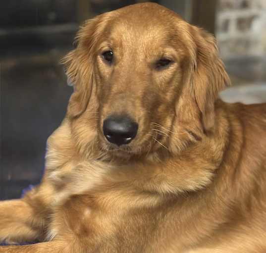 Photo of ADOPTION PENDING Teddy