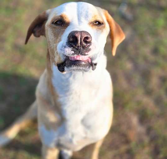 Photo of Nova