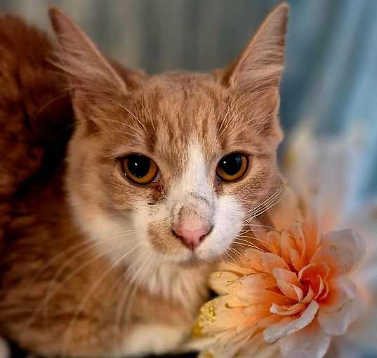 Photo of Remedy