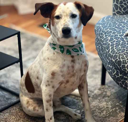 Photo of Cooper
