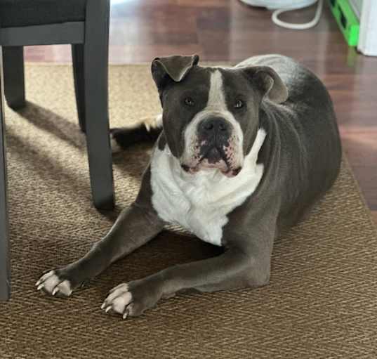 Photo of Caesar