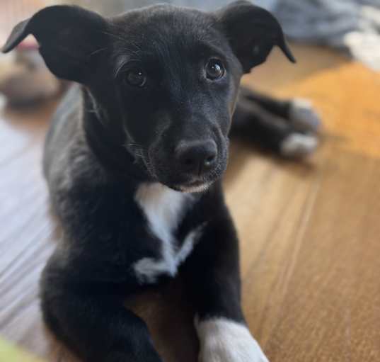 Photo of Tori the Gorgi