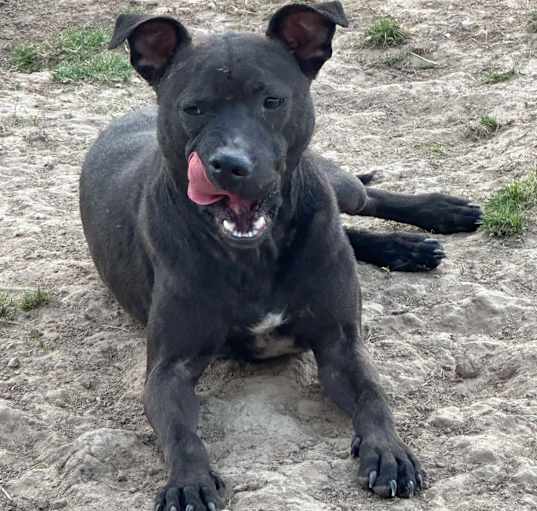 Photo of Gravy