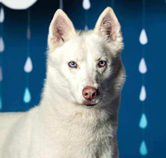 Photo of Nova