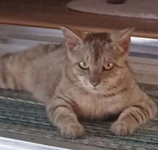 Photo of Chancey