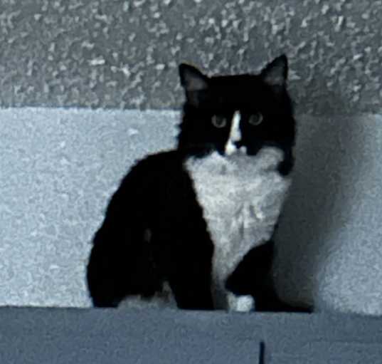 Photo of Oreo
