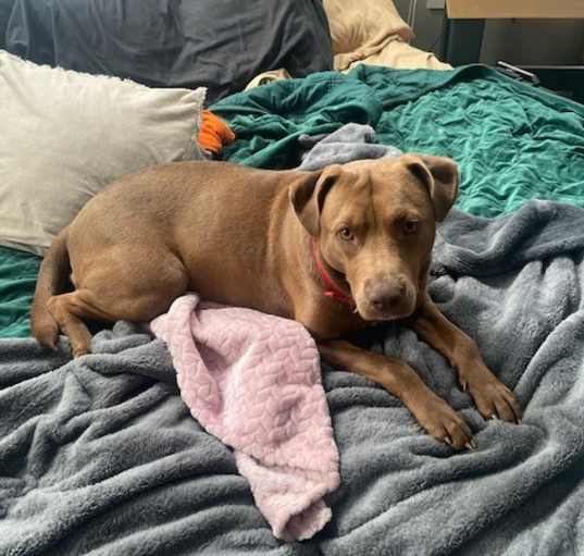 Photo of Brownie