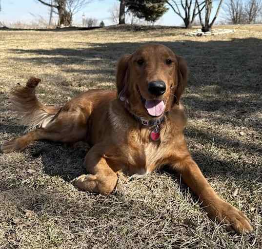 Photo of Teddy