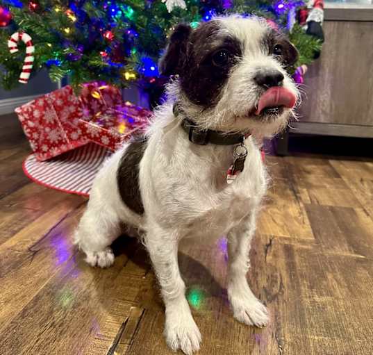 Photo of Benji