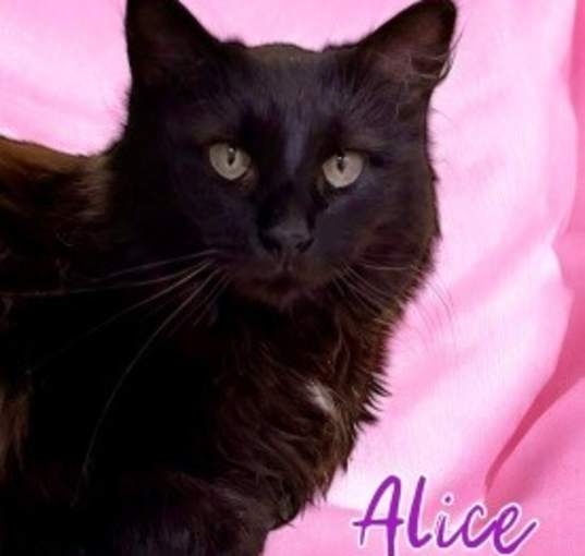Photo of Alice 32288