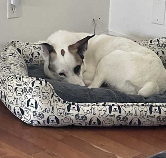 Photo of Spotty