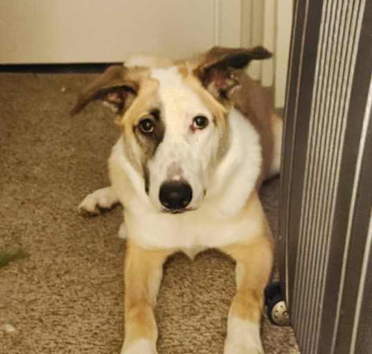 Photo of Scout