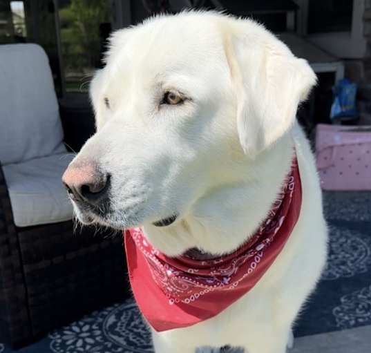 Photo of Luna