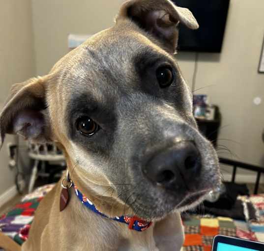 Photo of Tater
