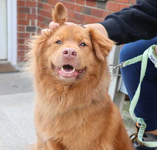 Photo of Kodi
