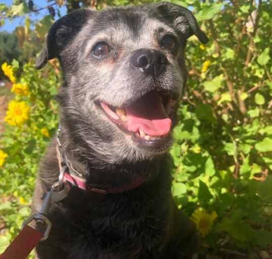Photo of Luna