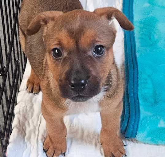 Photo of Remi
