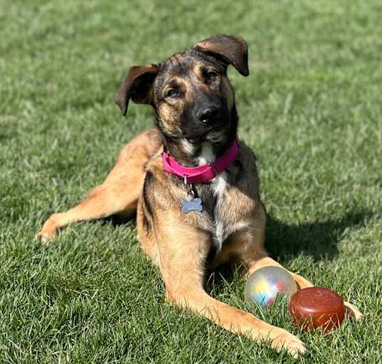 Photo of LuLu - Paws Behind Bars Trained