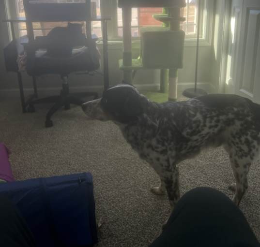 Photo of Starsky