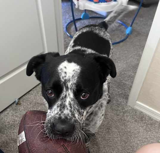 Photo of Bandit