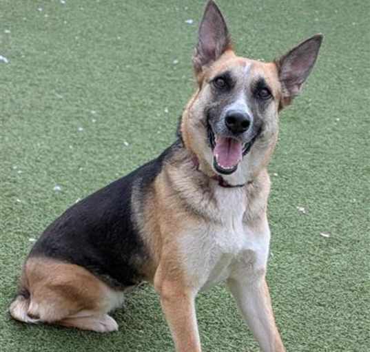 Photo of Nala
