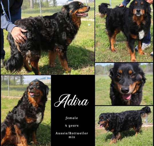 Photo of Adira