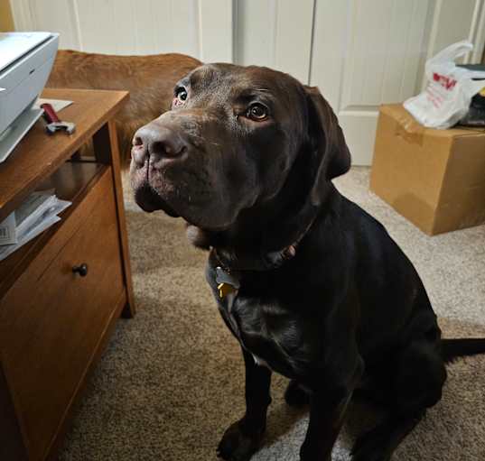 Photo of Bear
