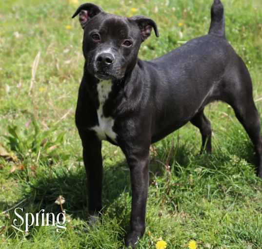 Photo of Spring