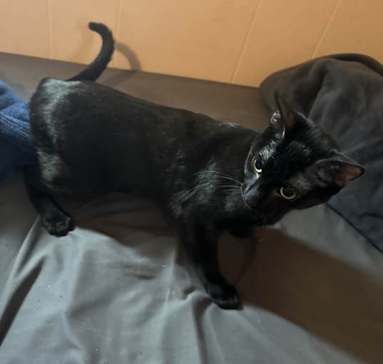 Photo of Muffin