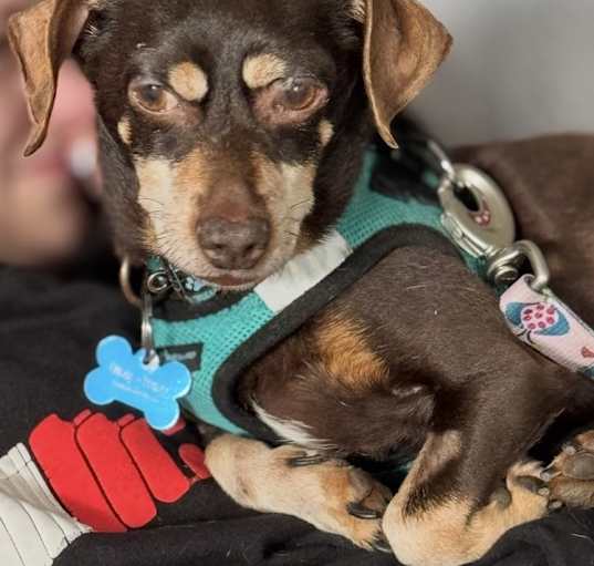 Photo of Bash