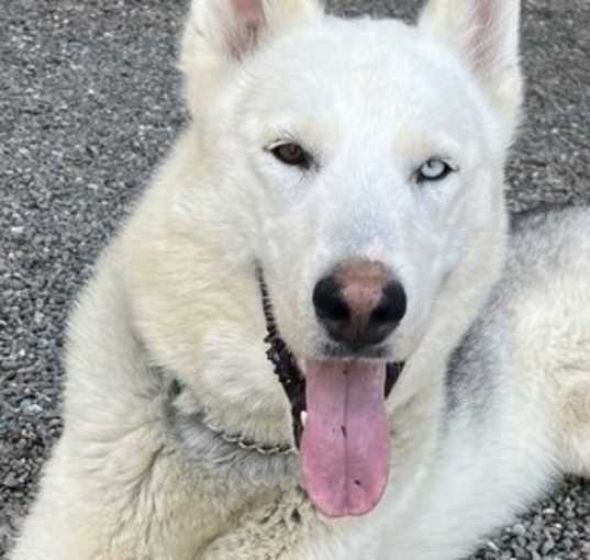 Photo of Bodhi