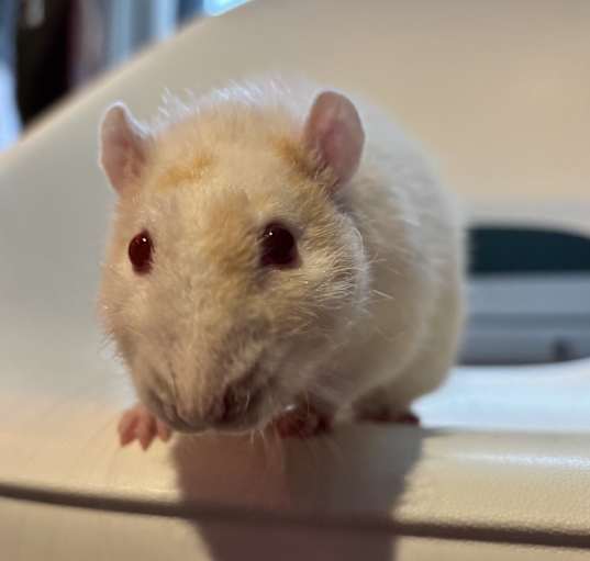 Photo of Copper