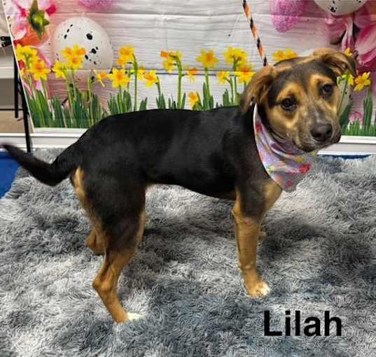 Photo of Lilah