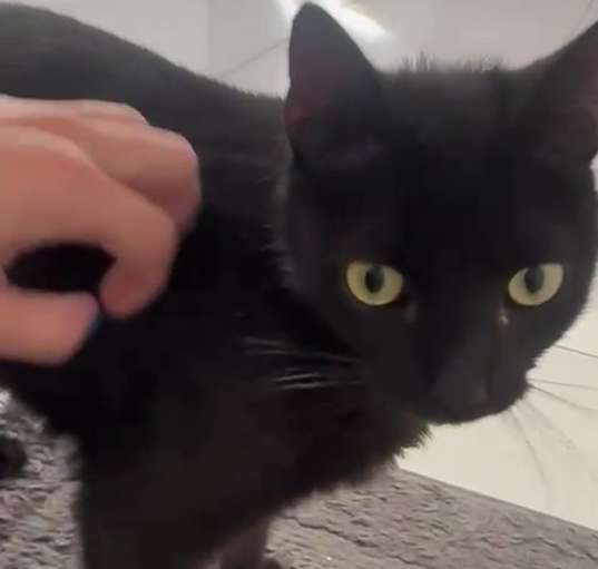 Photo of Flint (Mall of NH) Bonded