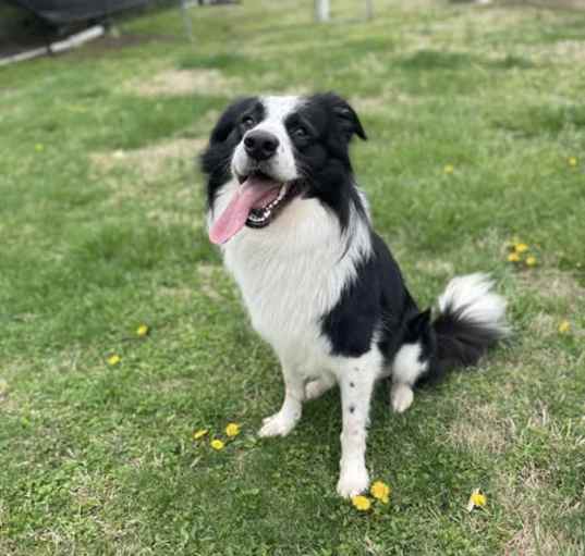 Photo of Romeo