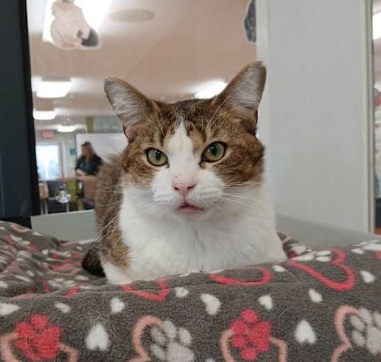 Photo of Gizmo