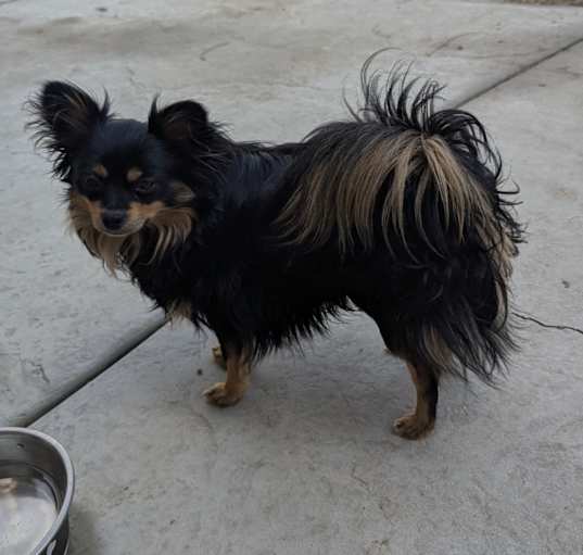 Photo of Taz