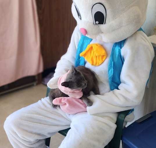Photo of Sir Grey