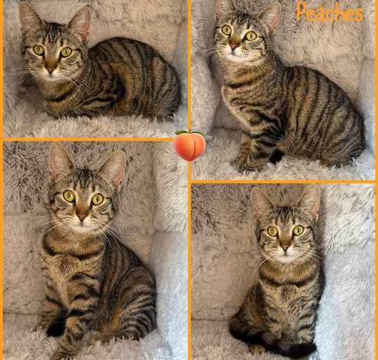 Photo of Peaches