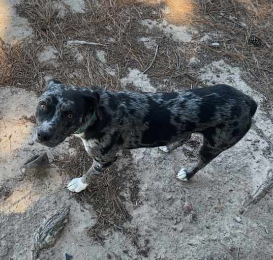 Photo of Skye