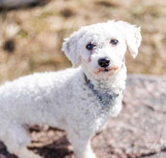 Photo of Tibblet