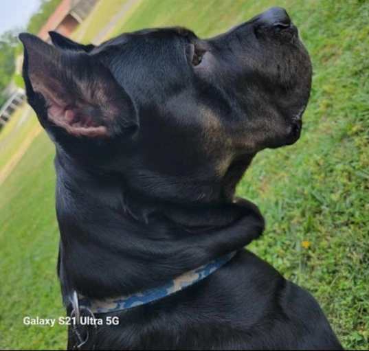 Photo of Sarge