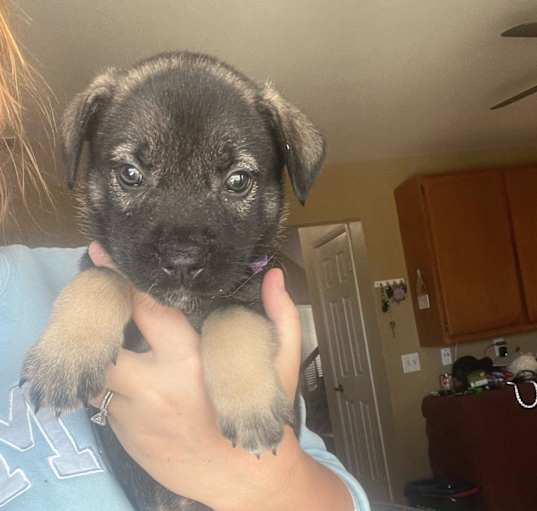 Photo of Smokey