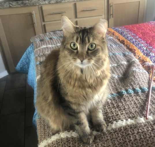 Photo of Callie
