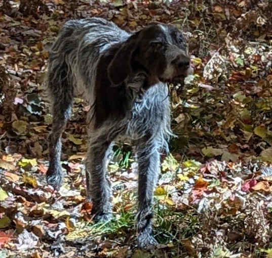 Photo of Harvey
