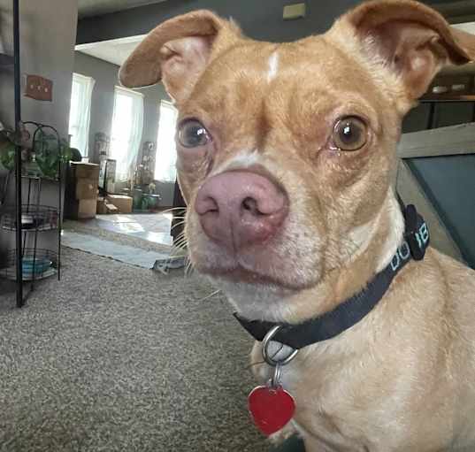 Photo of Dobby