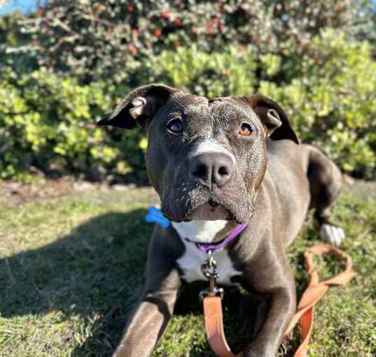 Photo of Sweet Pea