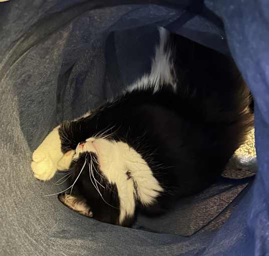 Photo of Oreo
