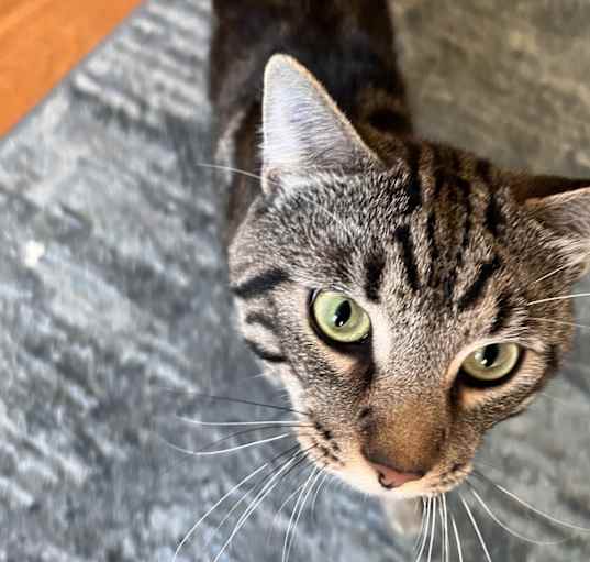 Photo of Rocket