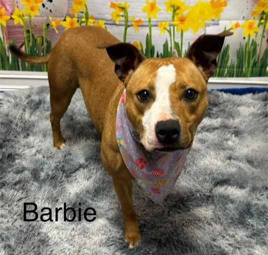 Photo of Barbie